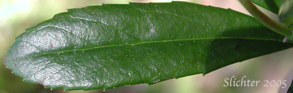 Dorsal leaf surface of Common Prince's-pine, Prince's Pine, Pipsissewa: Chimaphilla umbellata var. occidentalis (Synonyms: Chimaphila occidentalis, Chimaphila umbellata ssp. occidentalis, Chimaphila umbellata ssp. umbellata)