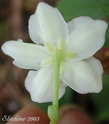 Flower of Single Delight, Wood Nymph: Moneses uniflora (Synonyms: Moneses uniflora ssp. reticulata, Moneses uniflora var. reticulata)