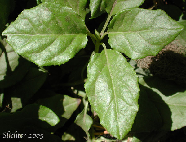 Stem leaves of One-sided Pyrola, Sidebells, Sidebells Pyrola, Sidebells Wintergreen, : Orthilia secunda (Synonyms: Orthilia secunda ssp. obtusata, Orthilia scunda var. obtusata, Pyrola secunda, Pyrola secunda ssp. obtusata, Pyrola secunda var. obtusata, Pyrola secunda var. secunda, Ramischia elatior, Ramischia secunda)
