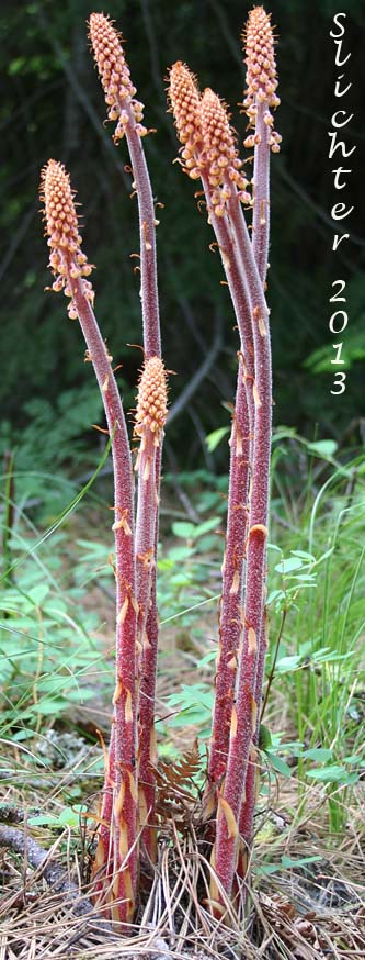 Pinedrops, Woodland Pinedrops: Pterospora andromedea
