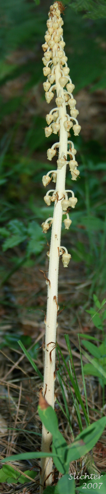 Pinedrops, Woodland Pinedrops: Pterospora andromedea