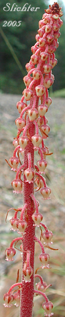 Close-up of the inflorescence of Pinedrops, Woodland Pinedrops: Pterospora andromedea