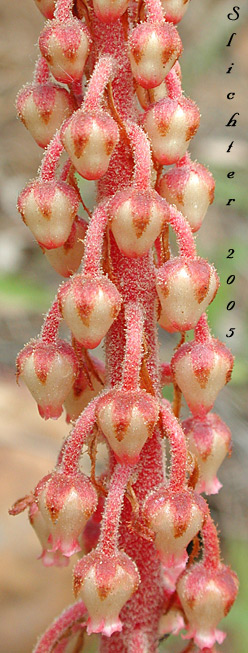 Close-up of the inflorescence of Pinedrops, Woodland Pinedrops: Pterospora andromedea