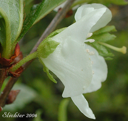 Sideview of the calyx and corolla of Cascade Azalea, White Rhododendron, White-flowered Azalea: Rhododendron albiflorum (Synonyms: Azaleastrum albiflorum, Azaleastrum albiflorum ssp. warrenii, Rhododendron albiflorum var. albiflorum, Rhododendron albiflorum var. warrenii)