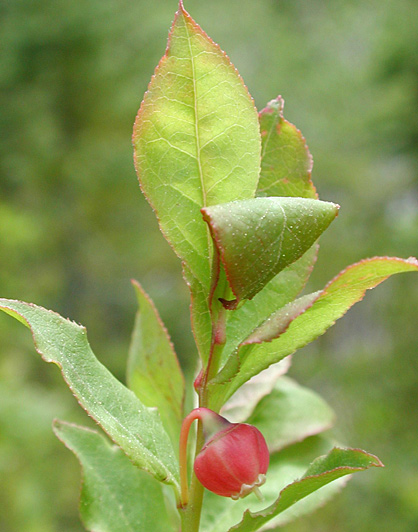 Thin-leaved Huckleberry, Big Huckleberry, Tall Huckleberry, Square-twig Blueberry: Vaccinium membranaceum (Synonyms: Vaccinium coccinium, Vaccinium globulare)