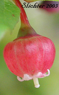 Flower of Thin-leaved Huckleberry, Big Huckleberry, Tall Huckleberry, Square-twig Blueberry: Vaccinium membranaceum (Synonyms: Vaccinium coccinium, Vaccinium globulare)