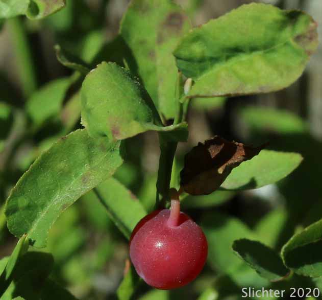 Dwarf Grouse-berry, Grouseberry, Grouse Whortleberry, Whortleberry: Vaccinium scoparium (Synonym: Oxycoccus palustris var. intermedium)