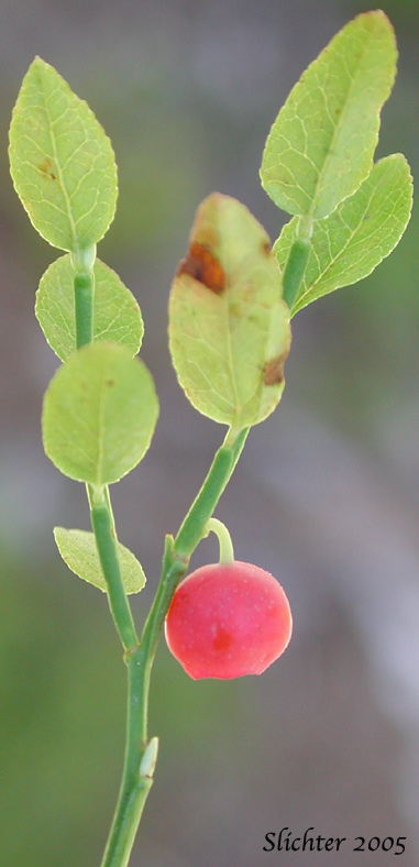 Berry and leaves of Grouseberry, Whortleberry, Grouse Whortleberry: Vaccinium scoparium