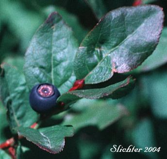 Huckleberry: Vaccinium sp.