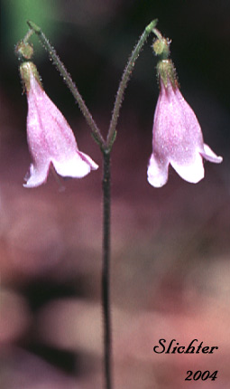 Twinflower: Linnaea borealis ssp. longiflora