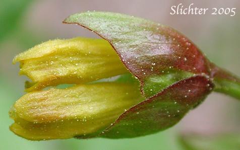Flowers of Bearberry, Black Twin-berry, Twinbery, Twin Honeysuckle: Lonicera involucrata var. involucrata (Synonym: Lonicera involucrata var. flavescens)