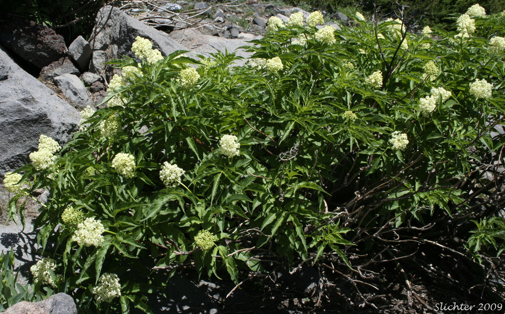 Black Elderberry, Rocky Mountain Elder: Sambucus racemosa var. melanocarpa (Synonyms: Sambucus racemosa ssp. pubens var. melanocarpa, Sambucus melanocarpa)