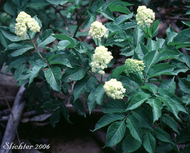 Black Elderberry, Rocky Mountain Elder: Sambucus racemosa var. melanocarpa (Synonyms: Sambucus racemosa ssp. pubens var. melanocarpa, Sambucus melanocarpa)