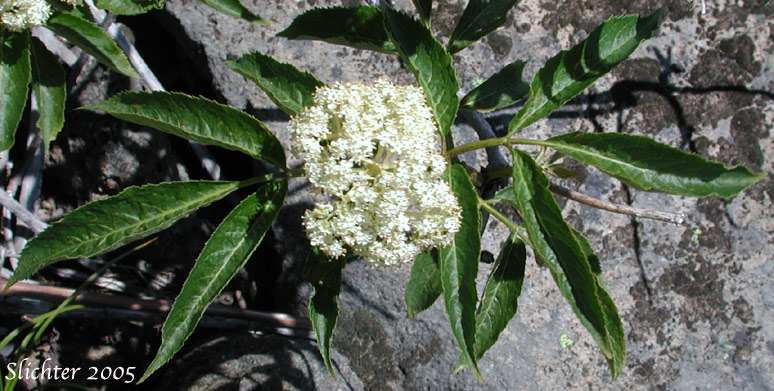 Inflorescence and upper stem leaves of Black Elderberry, Rocky Mountain Elder: Sambucus racemosa var. melanocarpa (Synonyms: Sambucus racemosa ssp. pubens var. melanocarpa, Sambucus melanocarpa)