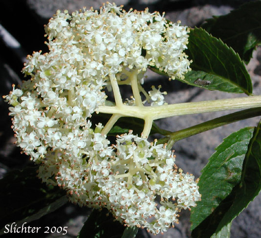 Inflorescence of Black Elderberry, Rocky Mountain Elder: Sambucus racemosa var. melanocarpa (Synonyms: Sambucus racemosa ssp. pubens var. melanocarpa, Sambucus melanocarpa)