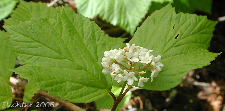 Inflorescence and leaves of High-bush Cranberry, Squashberry: Viburnum edule (Synonyms: Viburnum opulus var. edule,Viburnum pauciflorum)