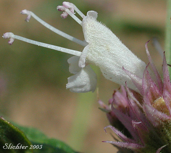 Flower of Western Giant-hyssop, Western Horse-mint: Agastache occidentalis