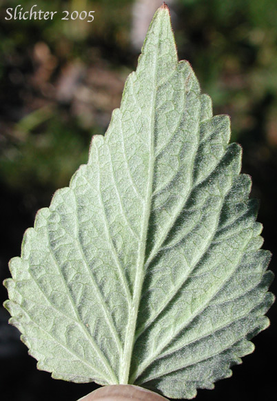 Ventral surface of a leaf of Western Giant-hyssop, Western Horse-mint: Agastache occidentalis