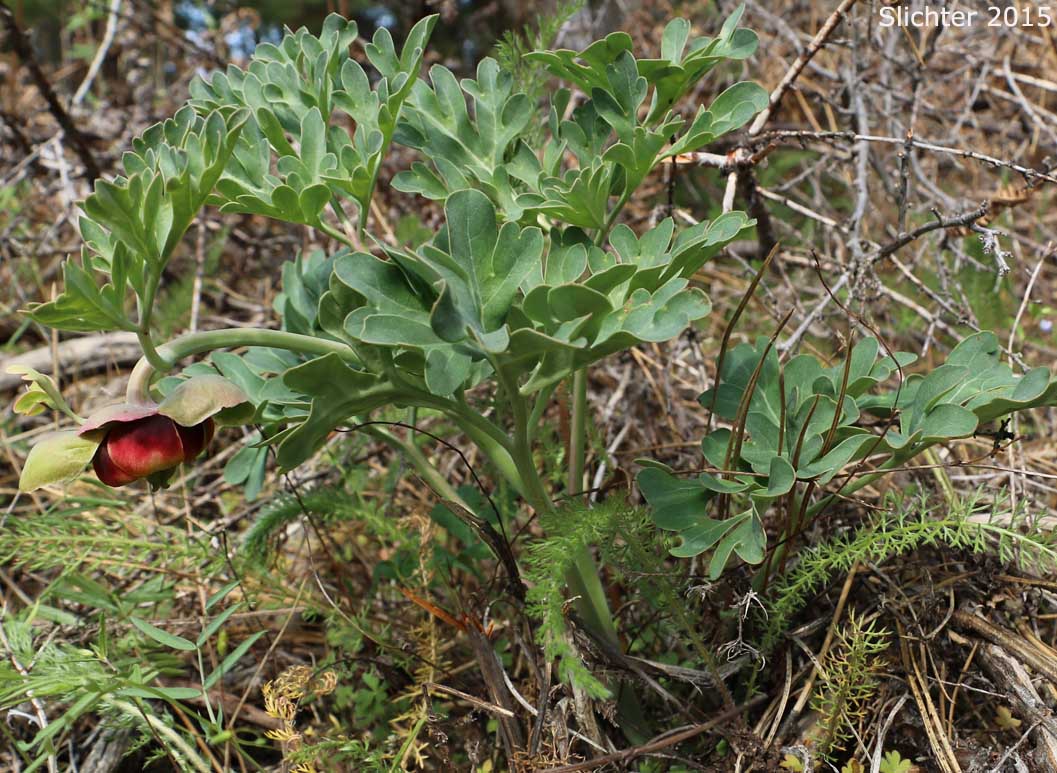 Brown's Paeony, Western Peony: Paeonia brownii