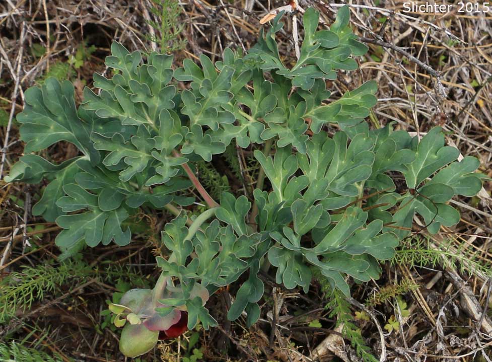 Brown's Paeony, Western Peony: Paeonia brownii