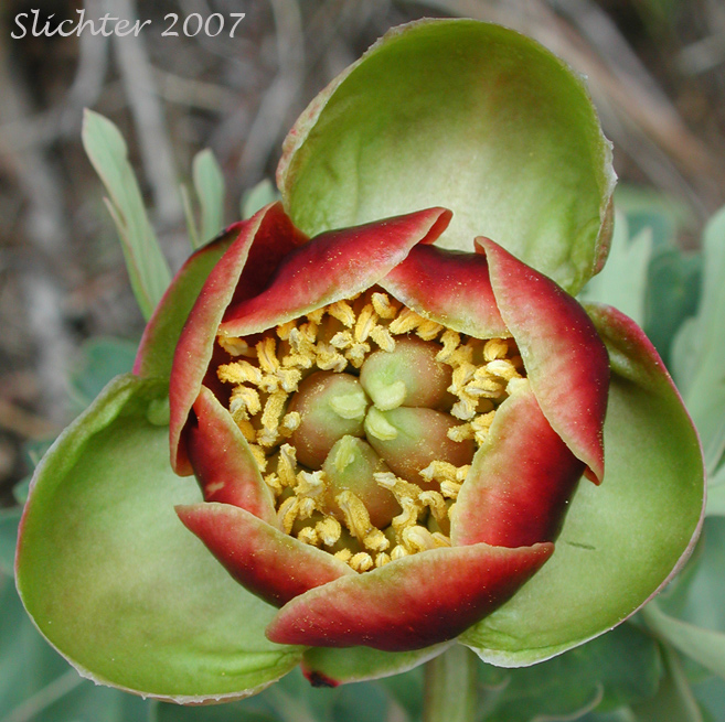 Flower of Brown's Paeony, Western Peony: Paeonia brownii