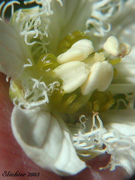 Close-up of the floral parts of Fringed Grass-of-Parnassus, Fringed Grass of Parnassus: Parnassia fimbriata (Synonym: Parnassia fimbriata var fimbriata)