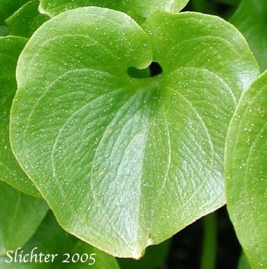 Leaf of Fringed Grass-of-Parnassus, Fringed Grass of Parnassus: Parnassia fimbriata (Synonym: Parnassia fimbriata var fimbriata)