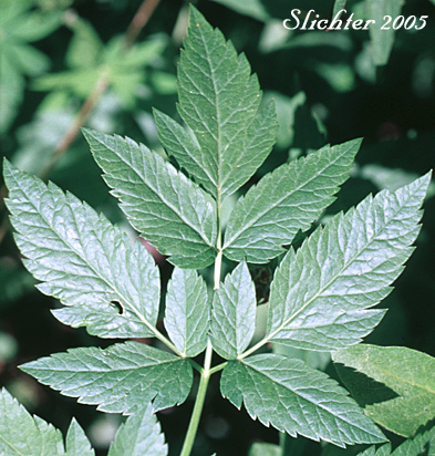 Leaf of Lyall's Angelica, Sharptooth Angelica, Sharp-tooth Angelica, Shining Angelica: Angelica arguta (Synonyms: Angelica lyallii, Angelica piperi)
