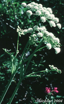 Inflorescence of Lyall's Angelica, Sharptooth Angelica, Sharp-tooth Angelica, Shining Angelica: Angelica arguta (Synonyms: Angelica lyallii, Angelica piperi)