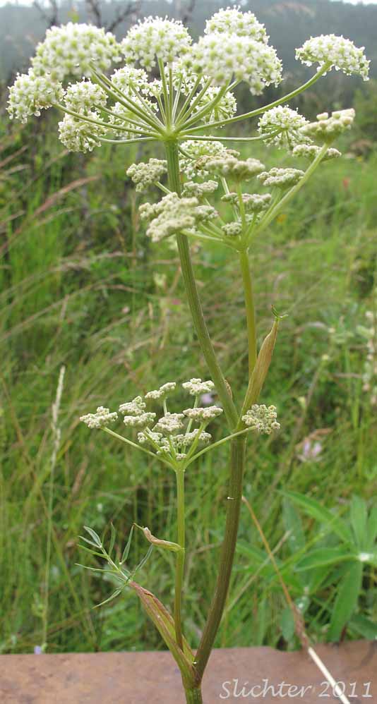 Canby's Angelica: Angelica canbyi