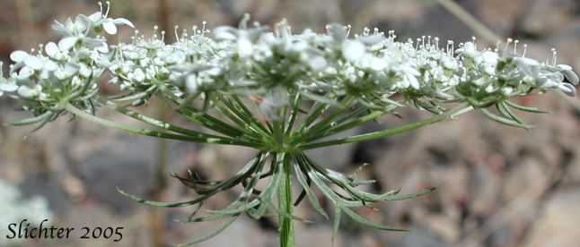 Queen Anne's Lace Herb: Information About Daucus Carota Queen