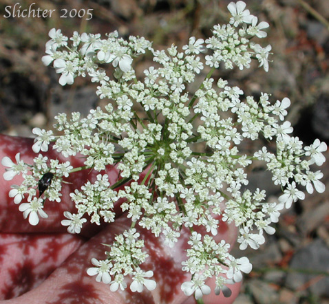 Inflorescence of Queen Anne's Lace, Wild Carrot: Daucus carota (Synonyms: Daucus carota ssp. carota, Daucus carota ssp. sativus)