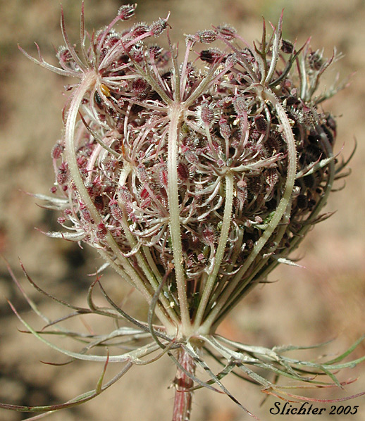 Close-up of the basket-like seed head of Queen Anne's Lace, Wild Carrot: Daucus carota (Synonyms: Daucus carota ssp. carota, Daucus carota ssp. sativus)
