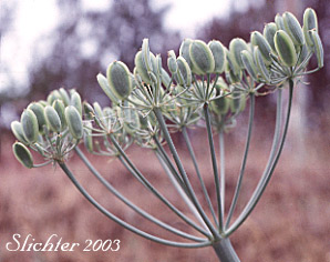 Seed head of Columbia Desert Parsley, Columbia Gorge Desert-parsley, Columbia Lomatium, Purple Leptotaenia, Purple Lomatium: Lomatium columbianum (Synonym: Leptotaenia purpurea)