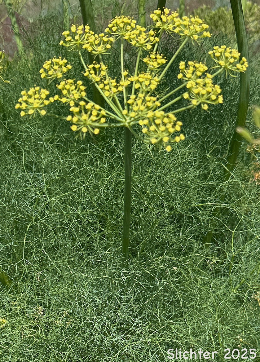 Umbel of Klickitat Desert Parsley, Klickitat Lomatium: Lomatium klickitatense (Synonym: Lomatium grayi in part)