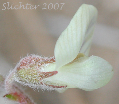 Flower of Suksdorf's Milkvetch, Suksdorf's Milk-vetch, Ame's Milk-vetch: Astragalus pulsiferae var. suksdorfii