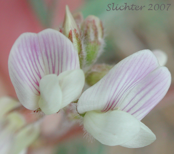 Flowers of Suksdorf's Milkvetch, Suksdorf's Milk-vetch, Ame's Milk-vetch: Astragalus pulsiferae var. suksdorfii