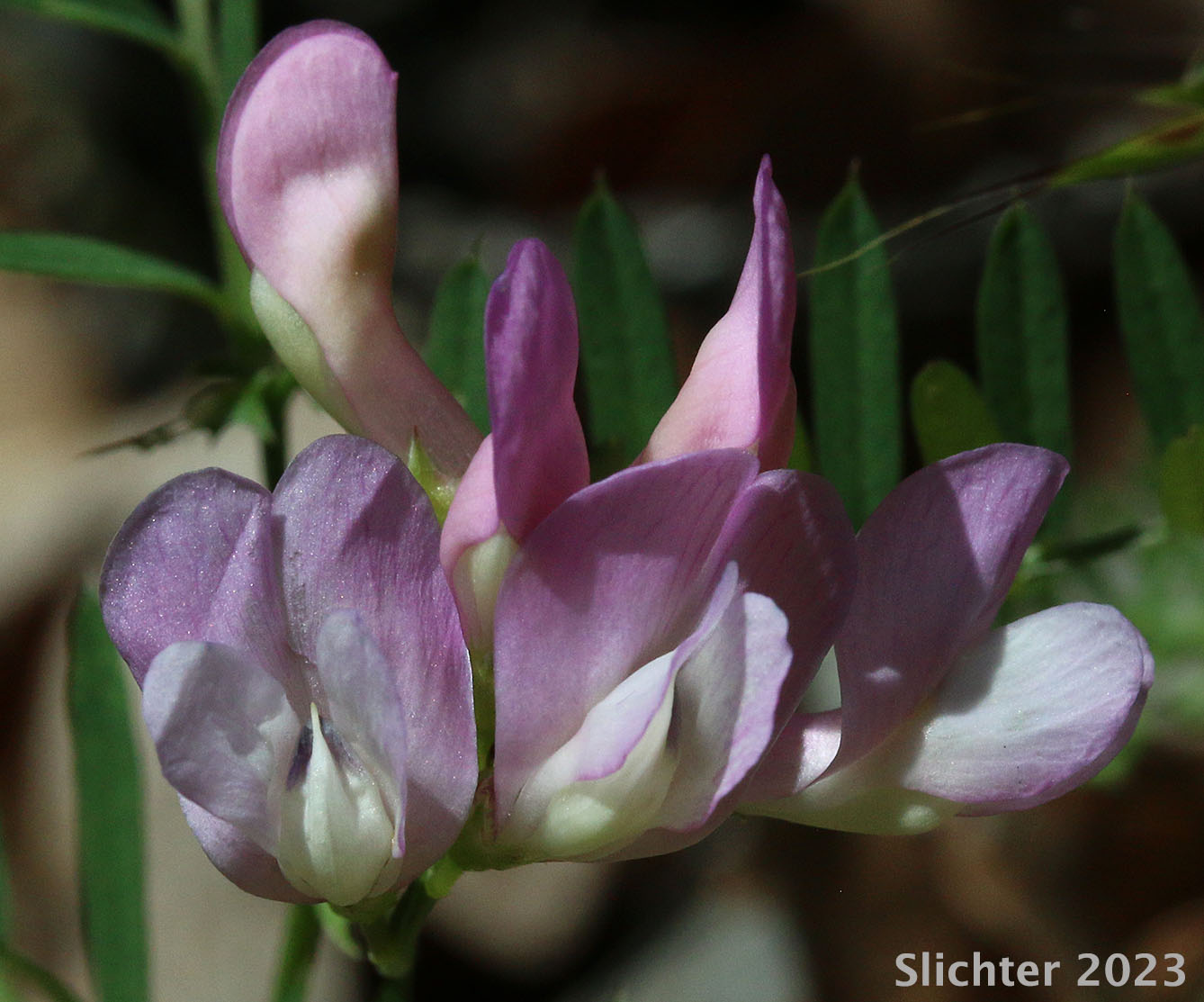 Inflorescence of Lanszwert's Peavine, Thick-leaved Peavine: Lathyrus lanszwertii var. lanszwertii (Synonym: Lathyrus lanszwertii ssp. lanszwertii)