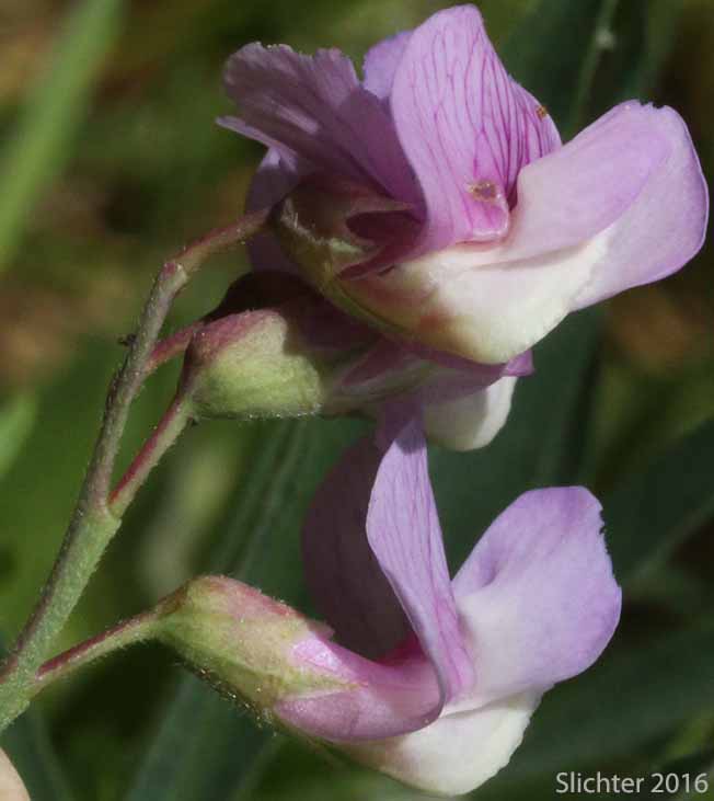 Inflorescence of Lanszwert's Peavine, Thick-leaved Peavine: Lathyrus lanszwertii var. lanszwertii (Synonym: Lathyrus lanszwertii ssp. lanszwertii)