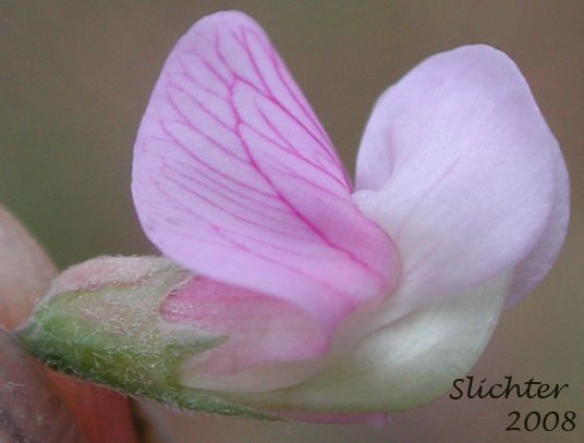 A close-up sideview of a flower of Lanszwert's Peavine, Thick-leaved Peavine: Lathyrus lanszwertii var. lanszwertii (Synonym: Lathyrus lanszwertii ssp. lanszwertii)