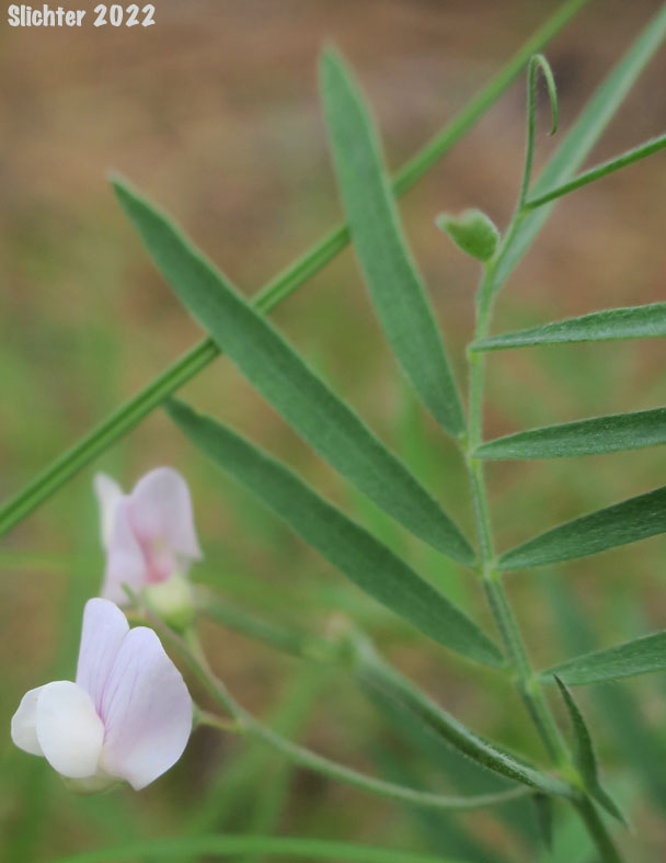Lanszwert's Peavine, Thick-leaved Peavine: Lathyrus lanszwertii var. lanszwertii (Synonym: Lathyrus lanszwertii ssp. lanszwertii)