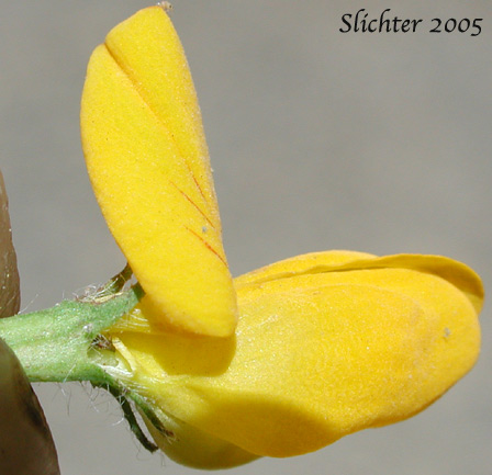Close-up sideview of the flower of Birdsfoot Trefoil, Birdsfoot-trefoil, Garden Bird's-foot Trefoil, Birdfoot Deervetch: Lotus corniculatus (Synonym: Lotus corniculatus var. arvensis)