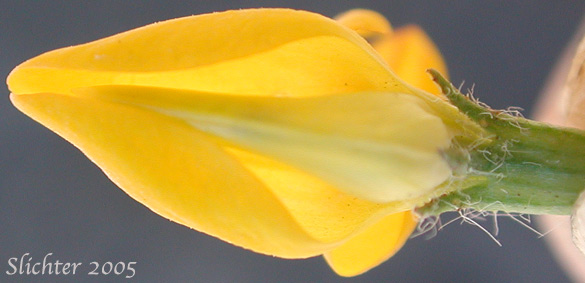 Keel and wings of the flower of Birdsfoot Trefoil, Birdsfoot-trefoil, Garden Bird's-foot Trefoil, Birdfoot Deervetch: Lotus corniculatus (Synonym: Lotus corniculatus var. arvensis)