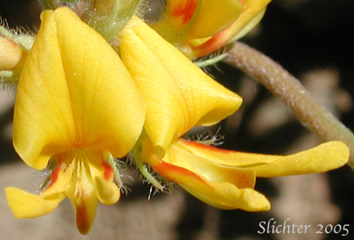 Flowers of Nevada Deervetch, Nevada Bird's-foot Trefoil: Acmispon nevadensis var. nevadensis (Synonyms: Hosackia decumbens, Lotus douglasii, Lotus nevadensis var. douglasii)