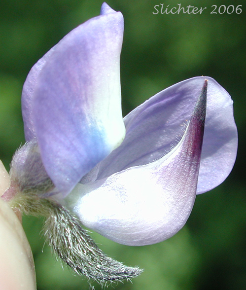 Flower of Arctic Lupine, Broadleaf Lupine, Cascade Lupine, Subalpine Lupine: Lupinus latifolius var. subalpinus (Synonym: Lupinus arcticus ssp. subalpinus)
