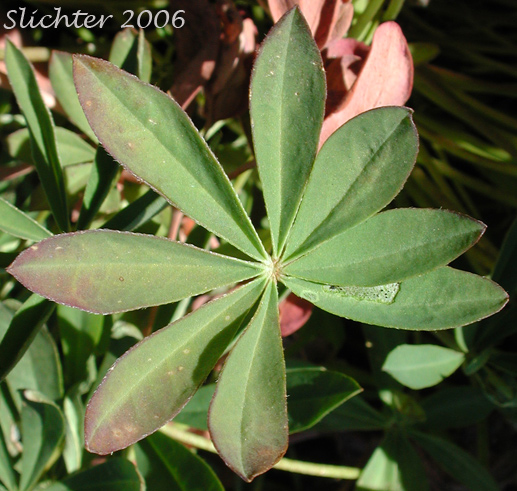 Close-up of a leaf of Subalpine Lupine, Broadleaf Lupine: Lupinus arcticus ssp. subalpinus (Synonym: Lupinus latifolius ssp. subalpinus)