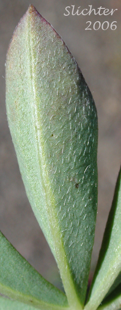 Close-up of the underside of a leaflet of Subalpine Lupine, Broadleaf Lupine: Lupinus arcticus ssp. subalpinus (Synonym: Lupinus latifolius ssp. subalpinus)