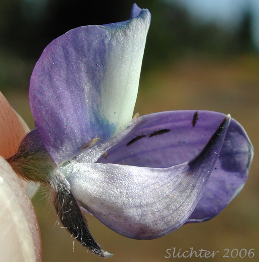 Close-up view of the keel of the flower of Subalpine Lupine, Broadleaf Lupine: Lupinus arcticus ssp. subalpinus (Synonym: Lupinus latifolius ssp. subalpinus)