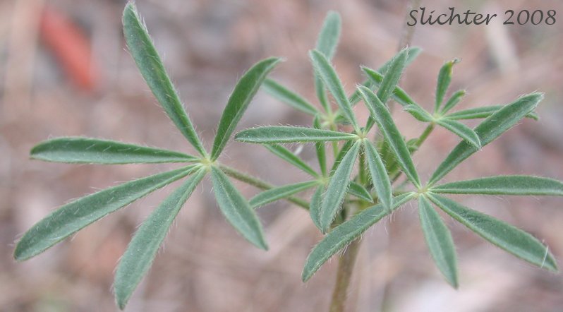 Leaves of Bicolored Lupine, Small-flower Lupine, Two-color Lupine: Lupinus bicolor (Synonyms: Lupinus bicolor ssp. bicolor, Lupinus hirsutulus, Lupinus micranthus var. bicolor, Lupinus polycarpus, Lupinus strigulosus)