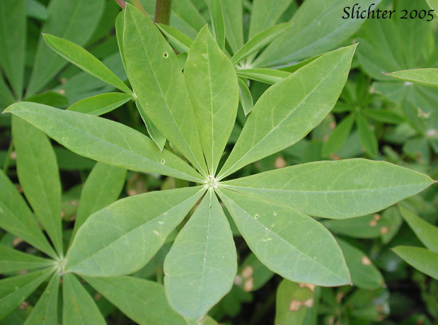 Leaf of Large-leaved Lupine, Many-leaved Lupine: Lupinus polyphyllus var. burkei (Synonym: Lupinus burkei ssp. burkei)